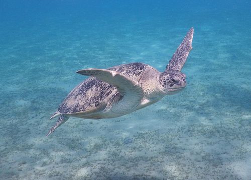 Tagesausflug zum Schnorcheln und Schwimmen mit Schildkröten von El Gouna