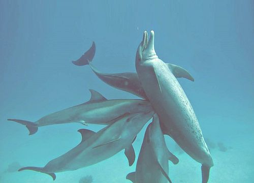 Ausflug zum Schnorcheln und Schwimmen mit Delfinen von Sahl Hasheesh