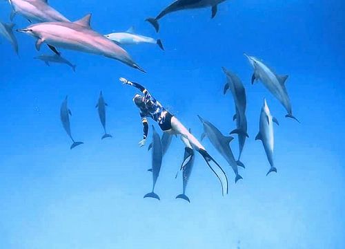 Dolphin House Schnorchelausflug - Sha'ab Samadai Reef in Marsa Alam