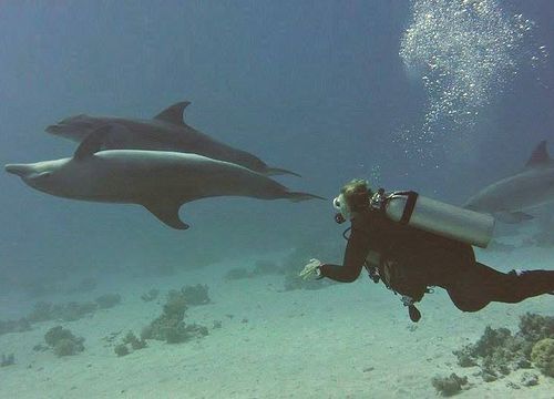 Sataya Dolphin Reef Overnight - 2-tägiger Tauchausflug ab Marsa Alam