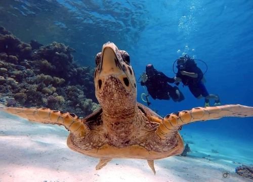 Tauchen Marsa Alam: Tauchpakete und Tauchausflüge