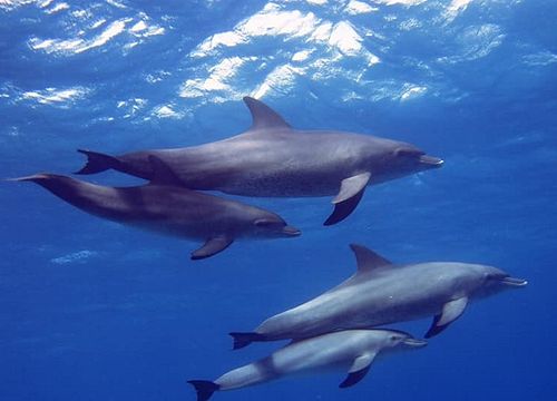 Schwimmen mit Delfinen in Hurghada & Schnorchelausflug 