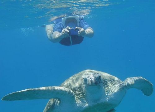 Tagesausflug zum Schnorcheln und Schwimmen mit Schildkröten von Soma Bay