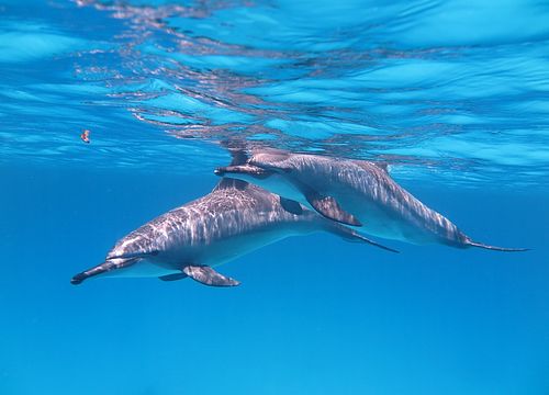 Ausflug zum Schnorcheln und Schwimmen mit Delfinen von Marsa Alam 