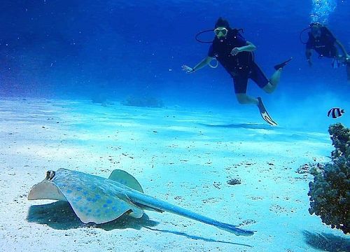 Tägliche Tauchausflüge und Tauchausfahrten in Marsa Alam