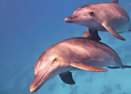 Ausflug zum Schnorcheln und Schwimmen mit Delfinen von Makadi Bay aus