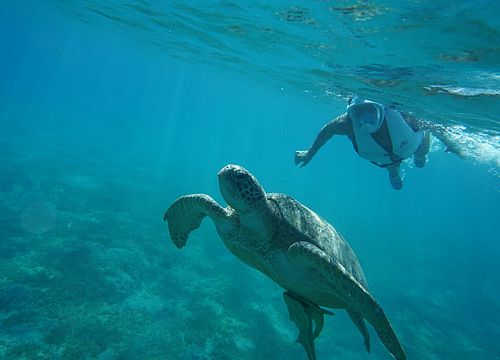 Tagesausflug zum Schnorcheln und Schwimmen mit Schildkröten von Makadi Bay 