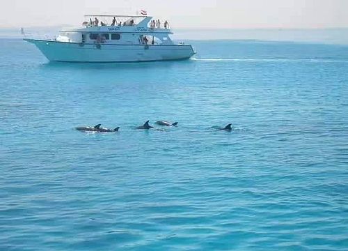 Private Bootstour zum Schnorcheln und Schwimmen mit Delfinen von Makadi Bay
