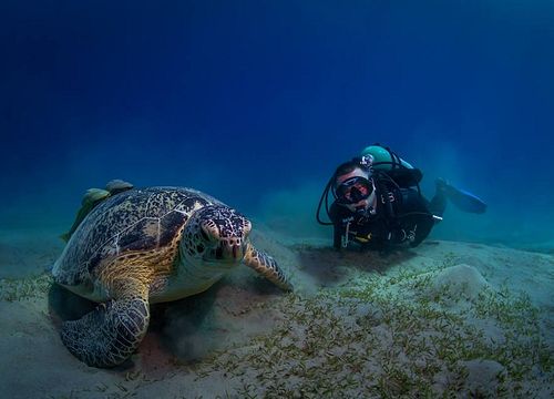 Tauchen in Hurghada - Tauchausbildung & Tauchausfahrt