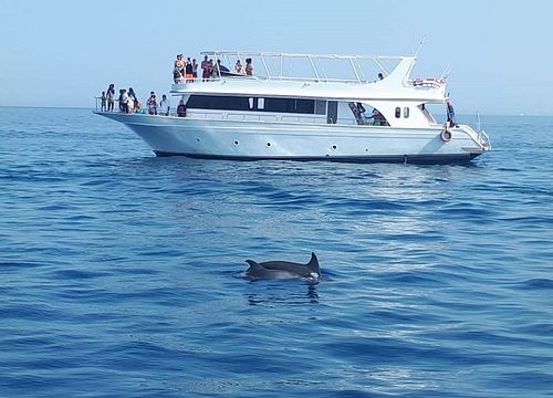 Private Bootstour zum Schnorcheln und Schwimmen mit Delfinen in Hurghada	