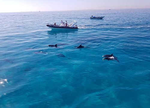 Speedboot Makadi Bay: Privater Ausflug zum Schnorcheln & Schwimmen mit Delfinen
