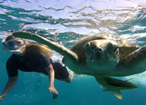 Tagesausflug zum Schnorcheln und Schwimmen mit Schildkröten von Hurghada
