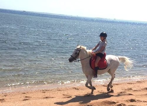 Private Reitausflüge Sahl Hasheesh: Reiten am Strand und in der Wüste