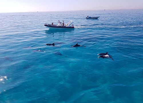 Speedboot Hurghada: Privater Ausflug zum Schnorcheln & Schwimmen mit Delfinen