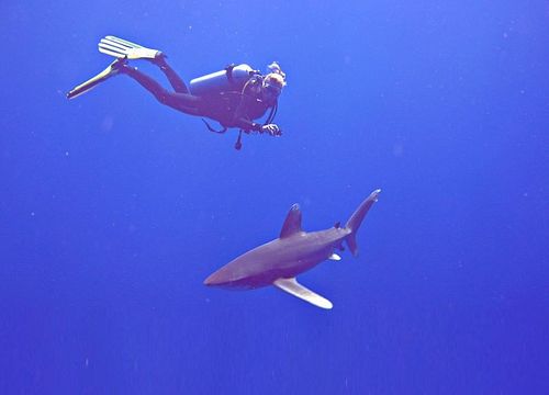 PADI Scuba Diver Kurs in Marsa Alam