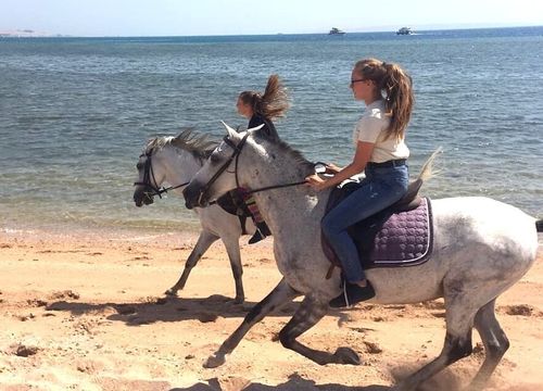 Private Reitausflüge von Soma Bay: Reiten am Strand und in der Wüste