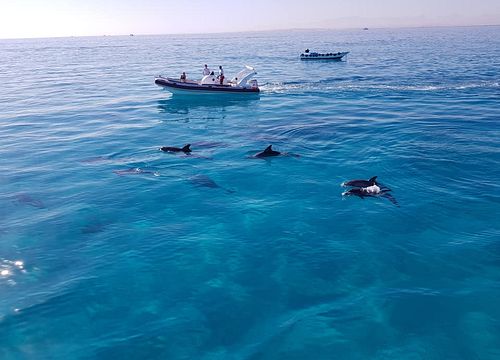 Speedboot El Gouna: Privater Ausflug zum Schnorcheln & Schwimmen mit Delfinen