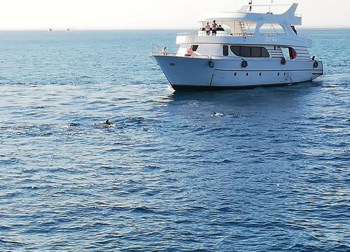 Private Bootstour zum Schnorcheln und Schwimmen mit Delfinen von El Gouna