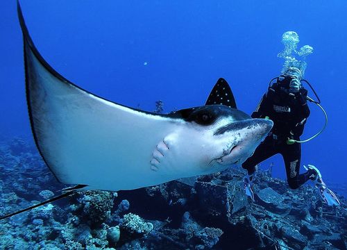 PADI Advanced Open Water Diver Kurs von Makadi Bay 