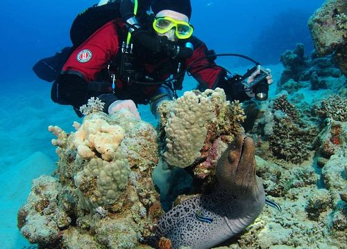 Tauchen El Gouna: Tauchpakete und Tauchausflüge