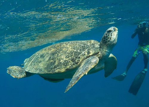 Tagesausflug zum Schnorcheln und Schwimmen mit Schildkröten von Sahl Hasheesh