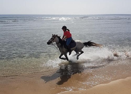 Private Reitausflüge Safaga: Reiten am Strand und in der Wüste