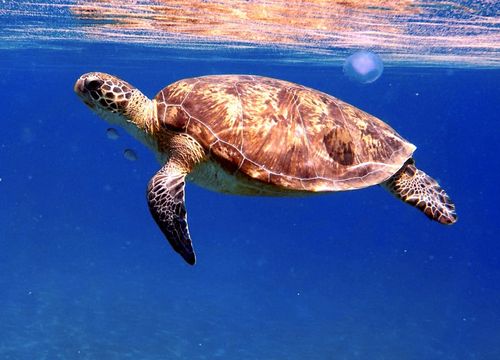 Tagesausflug zum Schnorcheln und Schwimmen mit Schildkröten von Safaga