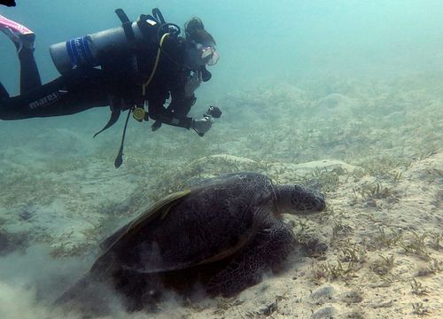 Schnuppertauchen Sahl Hasheesh - Tauchen für Anfänger 