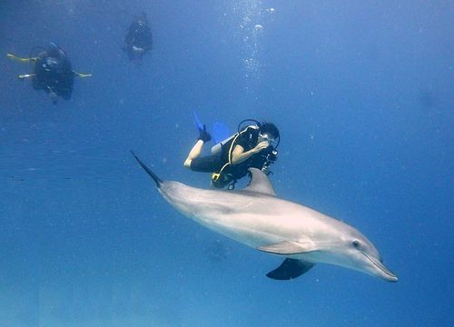 Schnuppertauchen Soma Bay - Tauchen für Anfänger 