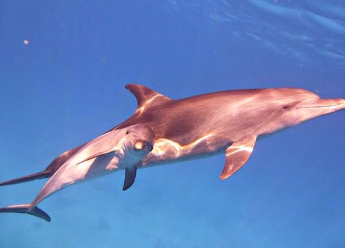 Ausflug zum Schnorcheln und Schwimmen mit Delfinen von Soma Bay