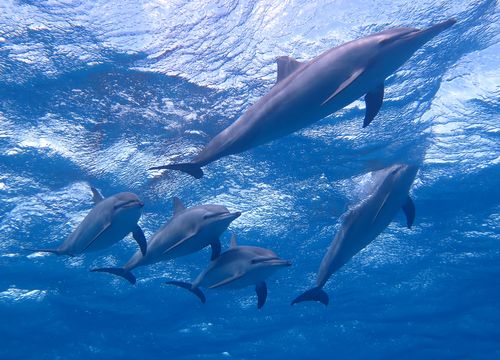 Shaab Sataya Dolphin Reef Schnorchelausflug von Marsa Alam